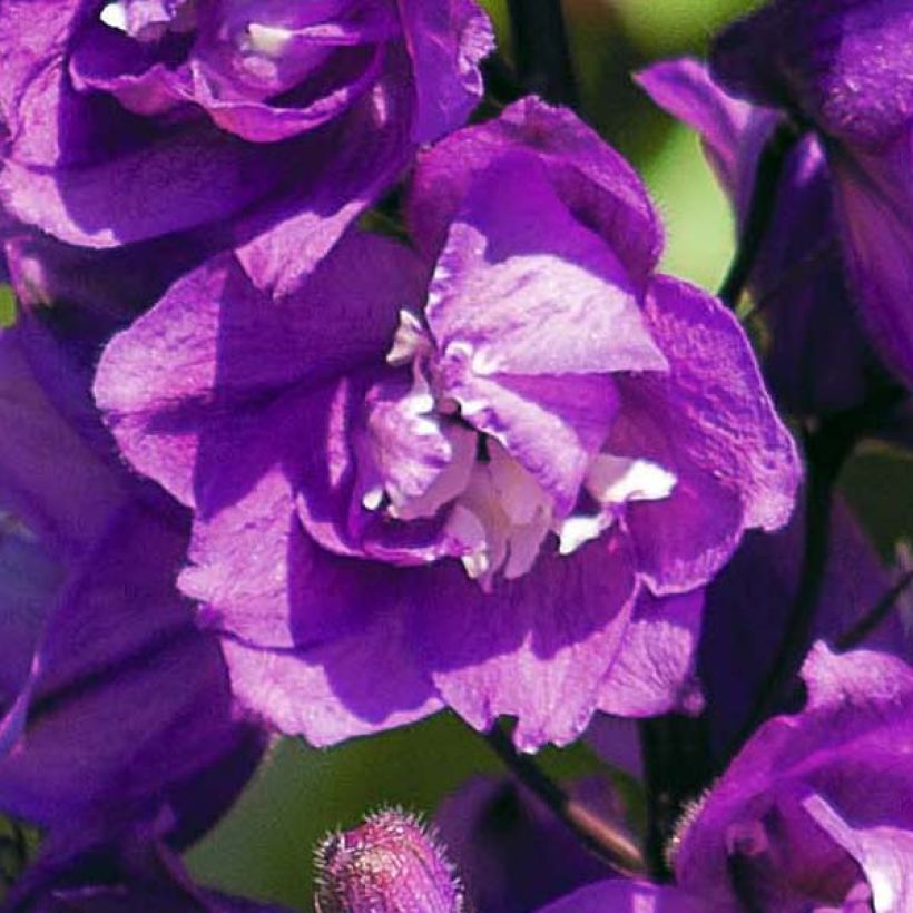 Tarharitarinkannus Astolat (Kukinta)