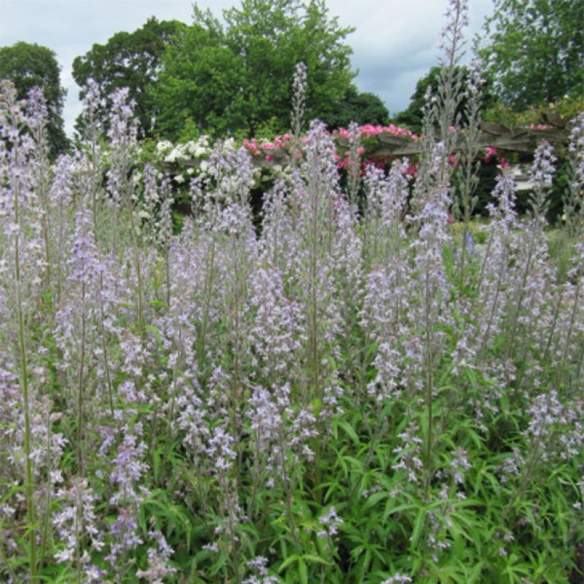 Jaloritarinkannus - Delphinium requienii (Kukinta)