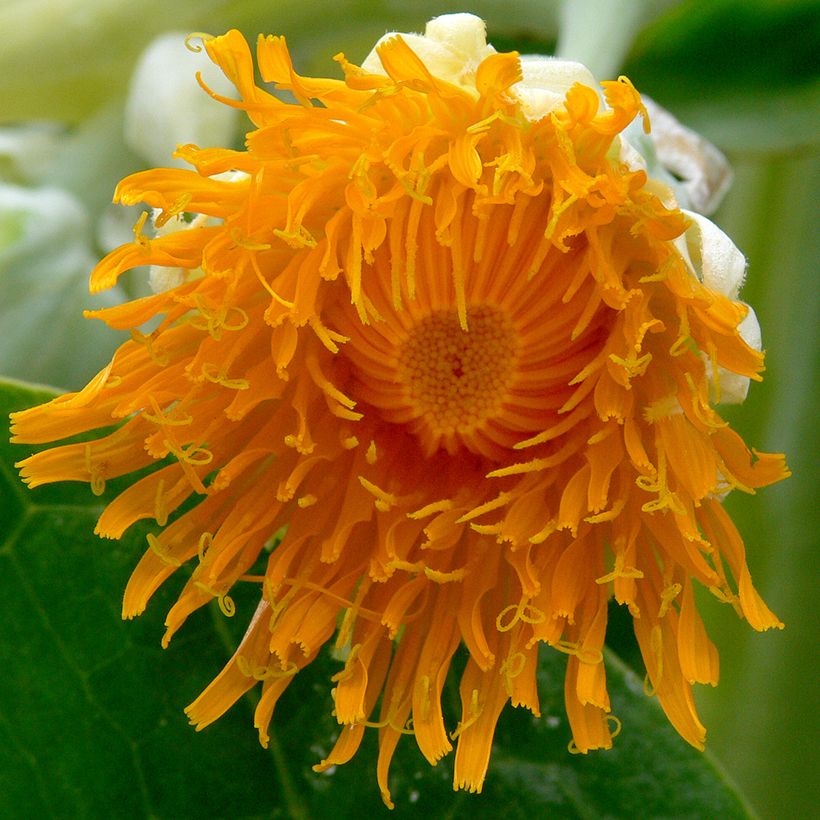 Dendroseris litoralis (Kukinta)