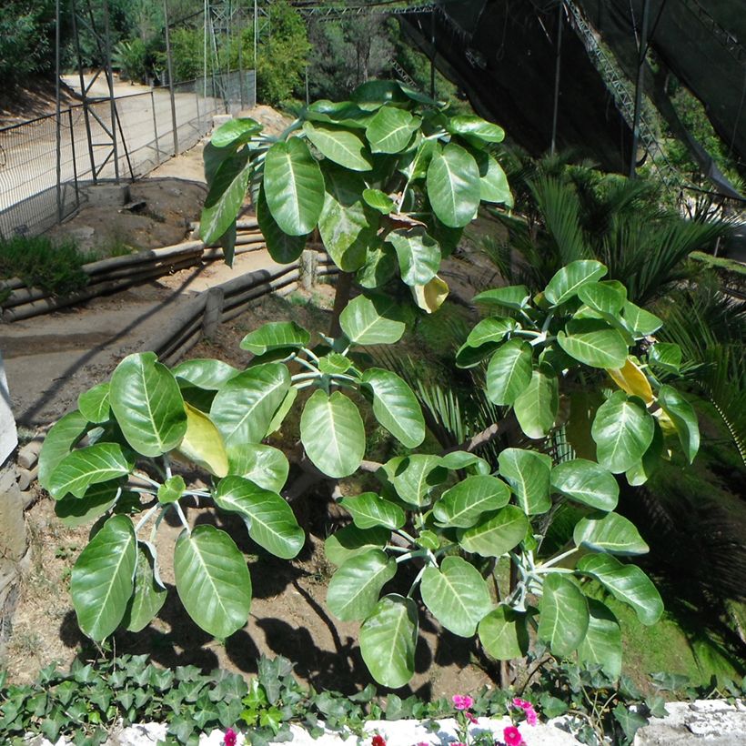 Dendroseris litoralis (Kasvutapa)