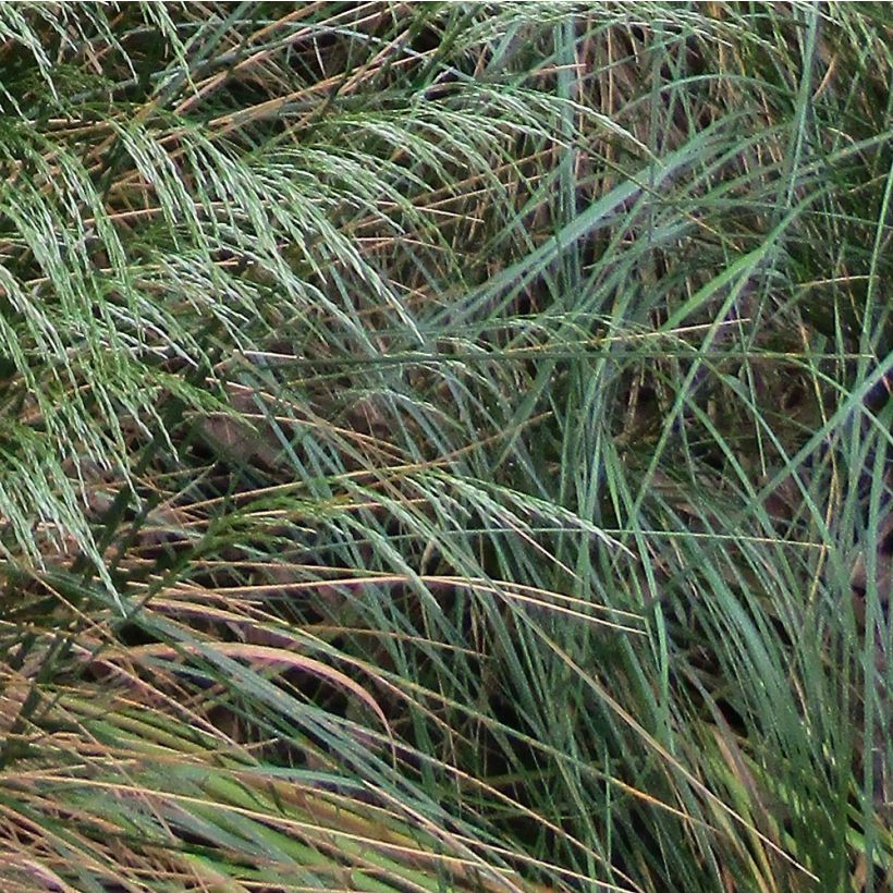 Metsälauha - Deschampsia flexuosa (Lehvistö)