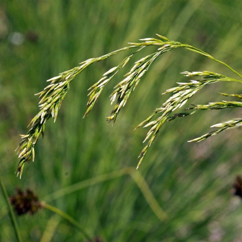 Metsälauha - Deschampsia flexuosa (Kukinta)