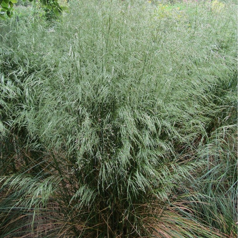 Metsälauha - Deschampsia flexuosa (Kasvutapa)