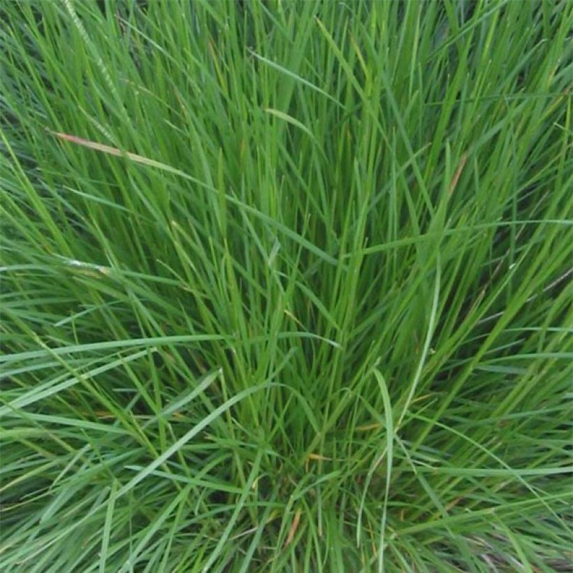 Nurmilauha Bronzeschleier (Lehvistö)