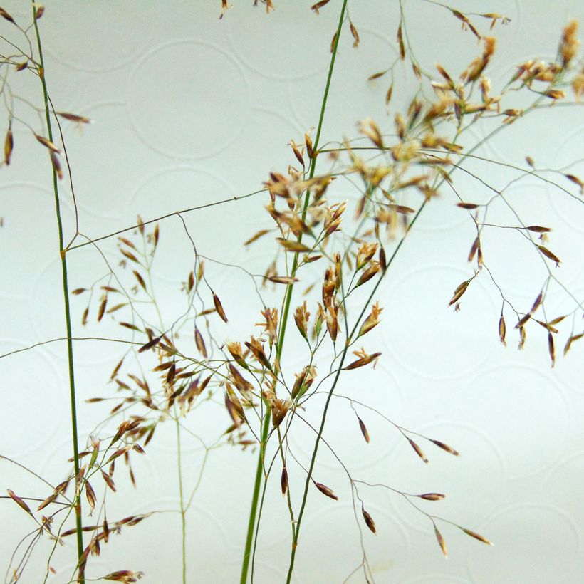 Nurmilauha - Deschampsia caespitosa (Kukinta)