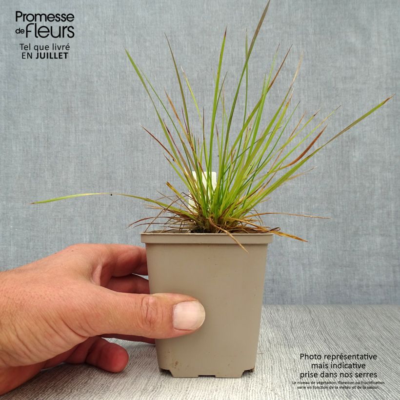 Esimerkki kesällä toimitetusta Nurmilauha - Deschampsia caespitosa Taimiruukku 8/9 cm-taimesta