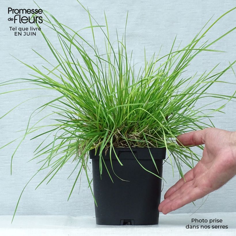 Esimerkki kesällä toimitetusta Nurmilauha - Deschampsia caespitosa Ruukku 2L / 3L-taimesta