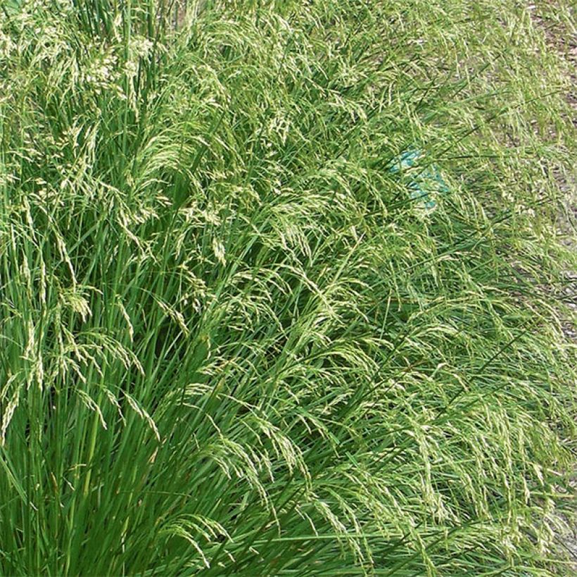 Nurmilauha Goldtau (Kukinta)