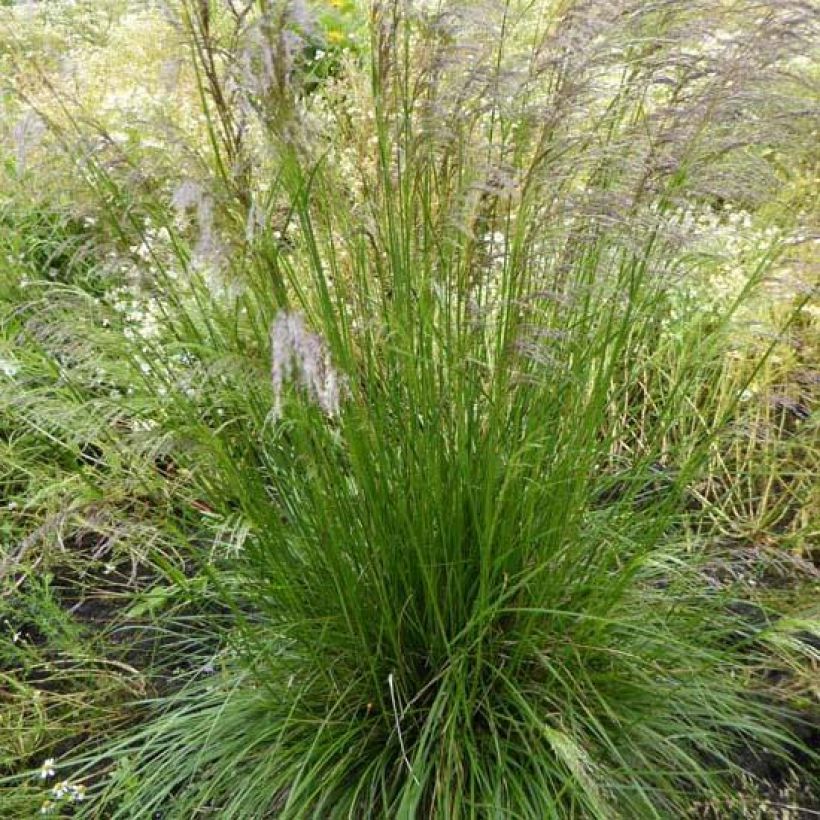 Nurmilauha Tardiflora (Kukinta)