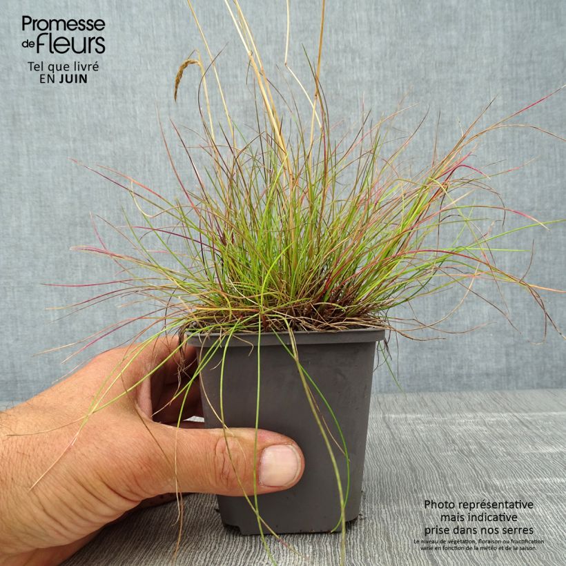 Esimerkki kesällä toimitetusta Metsälauha - Deschampsia flexuosa Taimiruukku 8/9 cm-taimesta