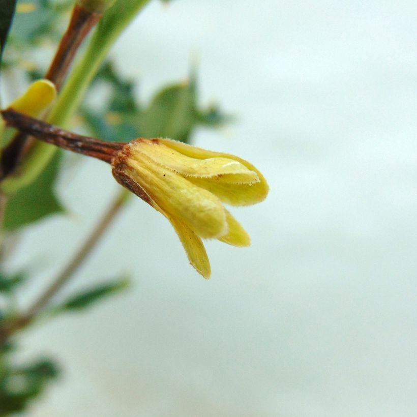 Desfontainia spinosa (Kukinta)