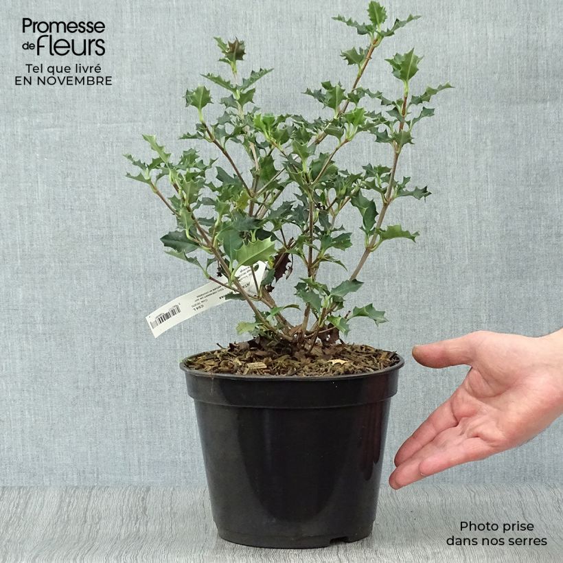 Esimerkki syksyllä toimitetusta Desfontainia spinosa 3 litran/4 litran ruukku-taimesta