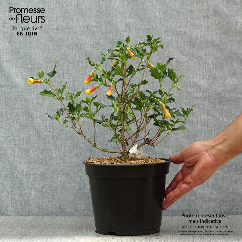 Esimerkki kesällä toimitetusta Desfontainia spinosa Ruukku 3L / 4L-taimesta