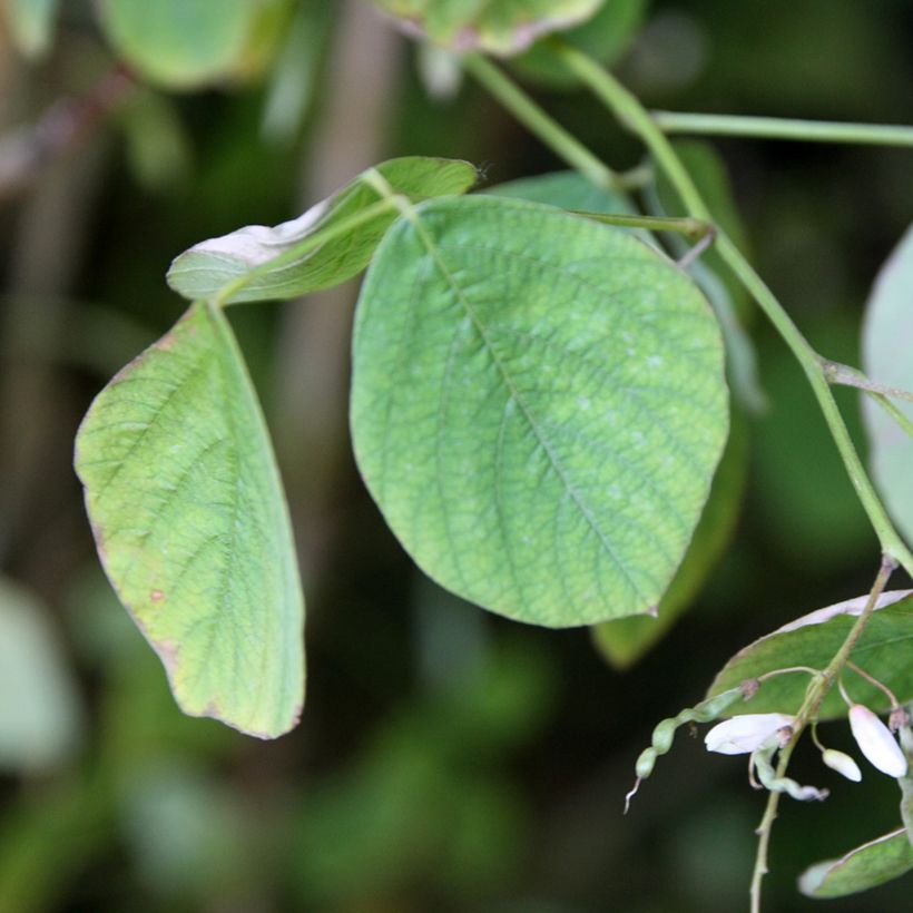 Desmodium elegans (Lehvistö)