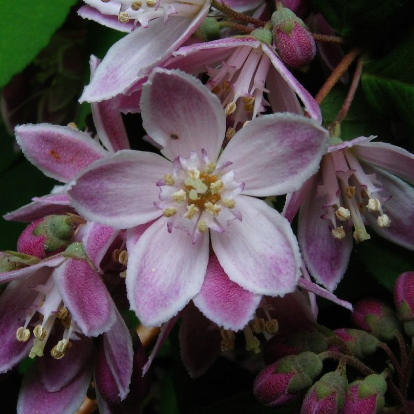 Tarhanietospensas Perle Rose (Kukinta)