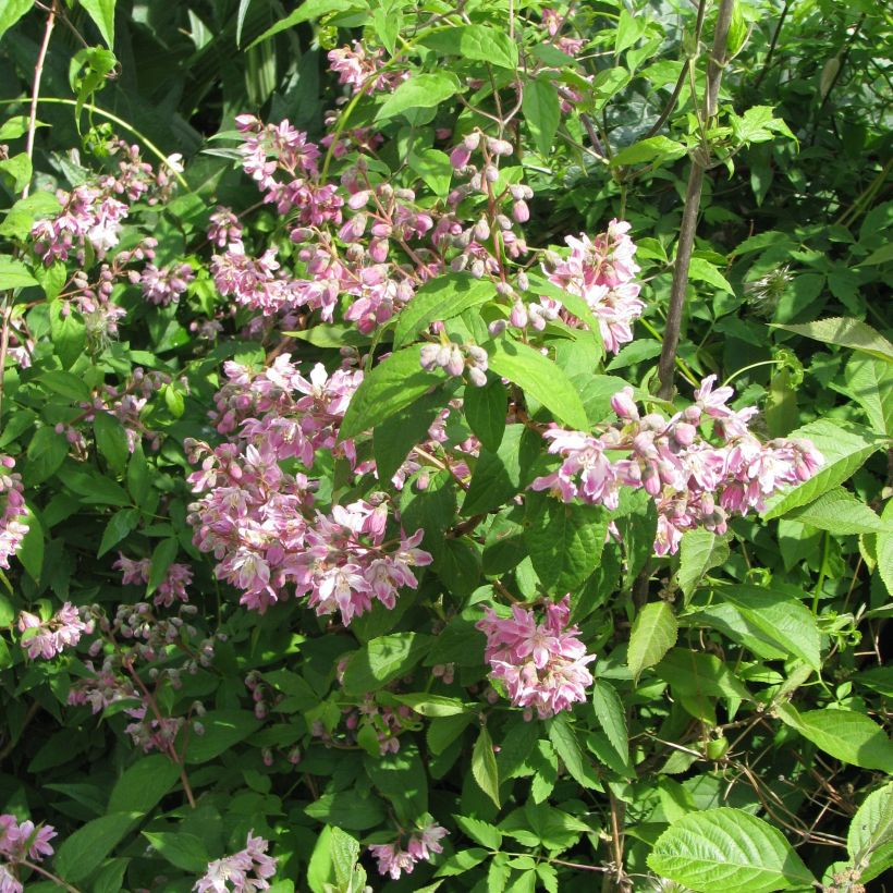 Tarhanietospensas Perle Rose (Kasvutapa)