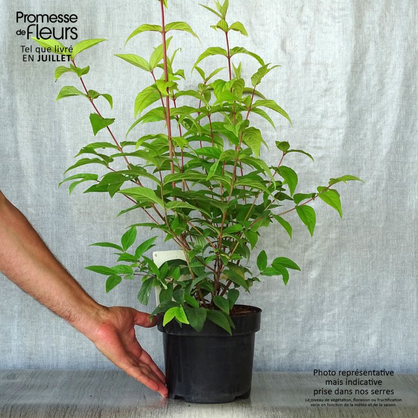 Esimerkki kesällä toimitetusta Tarhanietospensas Perle Rose Ruukku 3L / 4L-taimesta