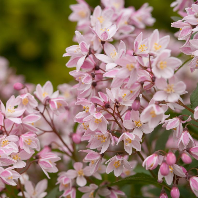 Nietospensas Yuki Cherry Blossom (Kukinta)