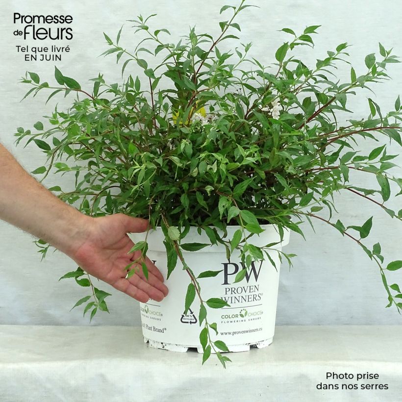 Esimerkki kesällä toimitetusta Nietospensas Yuki Cherry Blossom Ruukku 7,5L / 10L-taimesta
