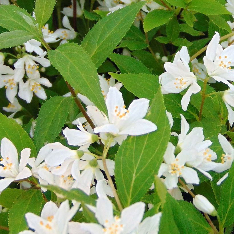 Nietospensas Yuki Snowflake (Lehvistö)