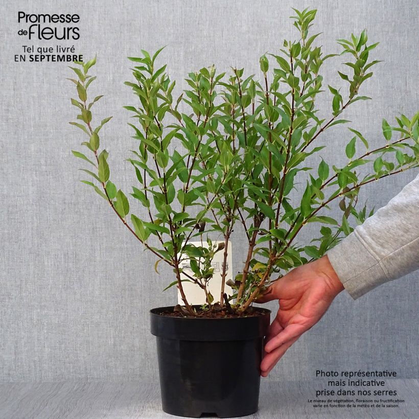 Esimerkki syksyllä toimitetusta Sironietospensas - Deutzia gracilis 2 litran/3 litran ruukku-taimesta