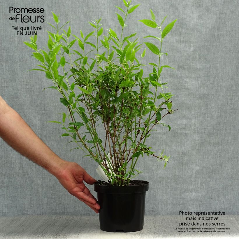 Esimerkki kesällä toimitetusta Sironietospensas - Deutzia gracilis Ruukku 2L / 3L-taimesta