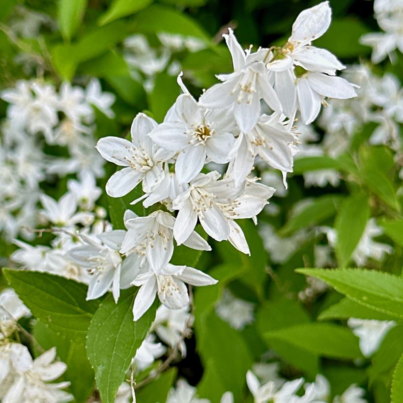 Sironietospensas - Deutzia gracilis (Kukinta)