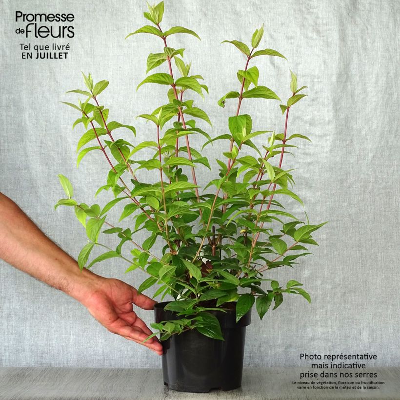 Esimerkki kesällä toimitetusta Nietospensas Strawberry Fields Pot de 2L/3L-taimesta