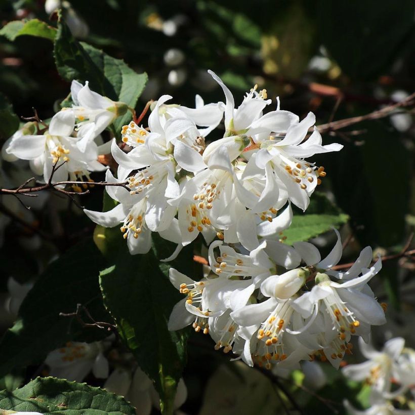 Nietospensas - Deutzia x magnifica (Kukinta)