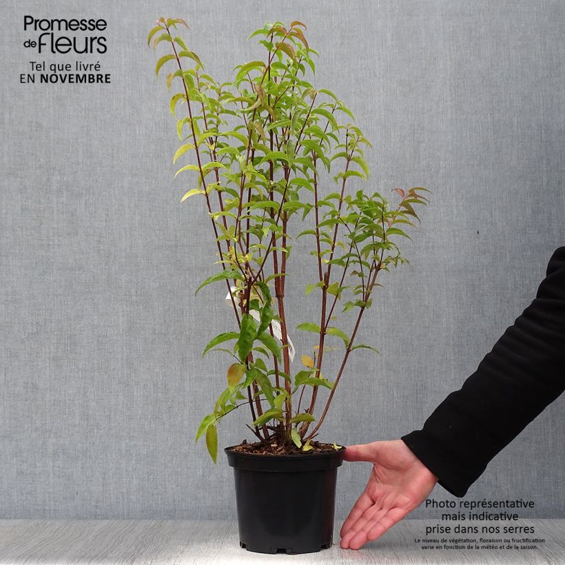 Esimerkki syksyllä toimitetusta Nietospensas - Deutzia x magnifica 2 litran/3 litran ruukku-taimesta