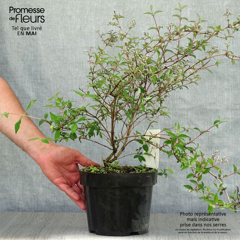 Esimerkki keväällä toimitetusta Nietospensas - Deutzia monbeigii Pot de 2L/3L-taimesta