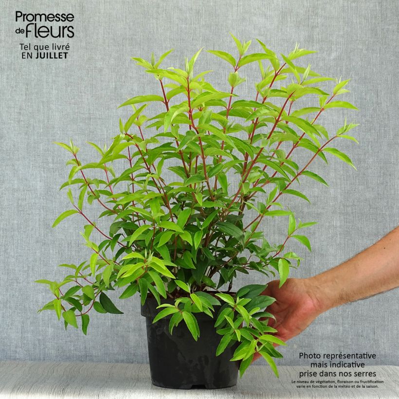 Esimerkki kesällä toimitetusta Nietospensas - Deutzia pulchra Ruukku 2L / 3L-taimesta