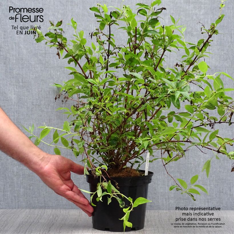 Esimerkki kesällä toimitetusta Nietospensas Kalmiiflora Pot de 3L/4L-taimesta