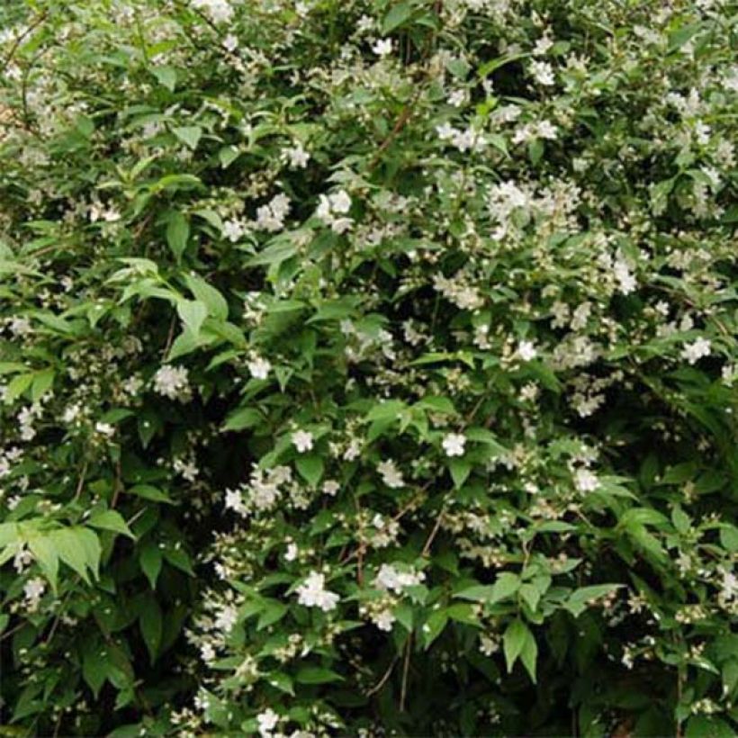 Nietospensas Campanulata (Lehvistö)