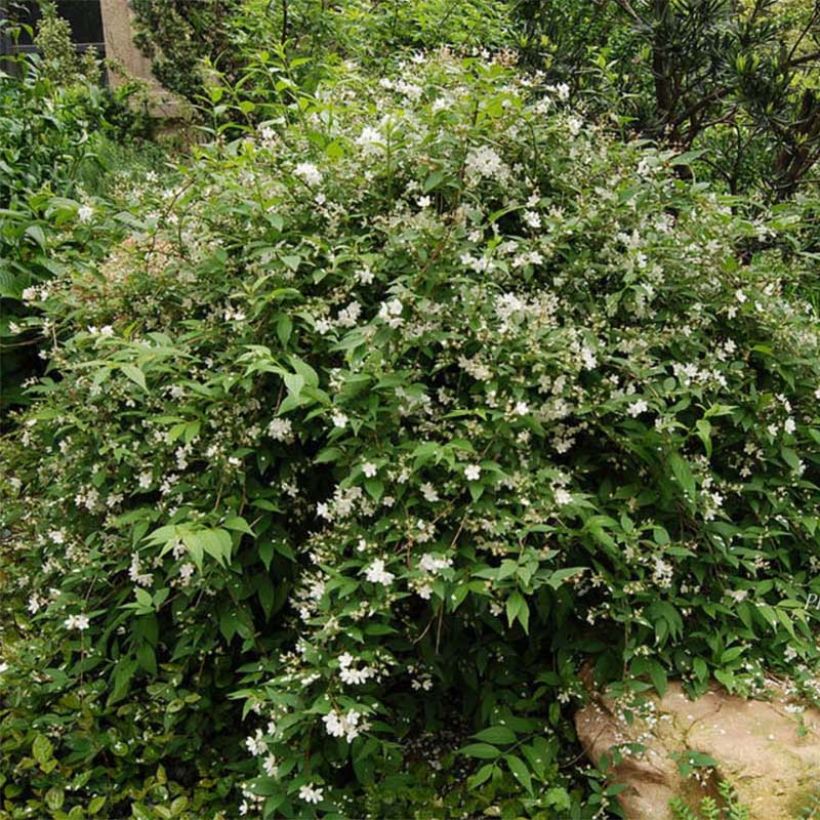 Nietospensas Campanulata (Kasvutapa)