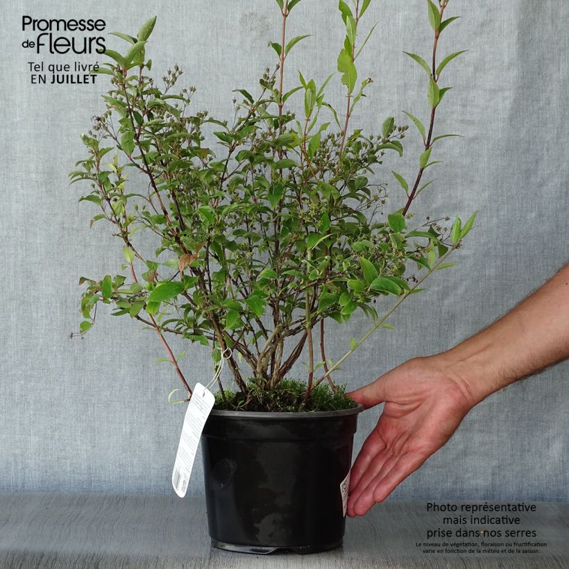 Esimerkki kesällä toimitetusta Nietospensas Campanulata Ruukku 2L / 3L-taimesta