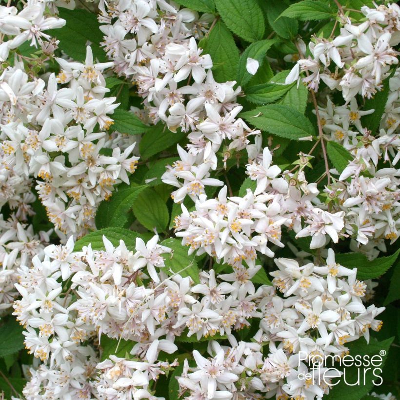 Nietospensas - Deutzia scabra (Kukinta)