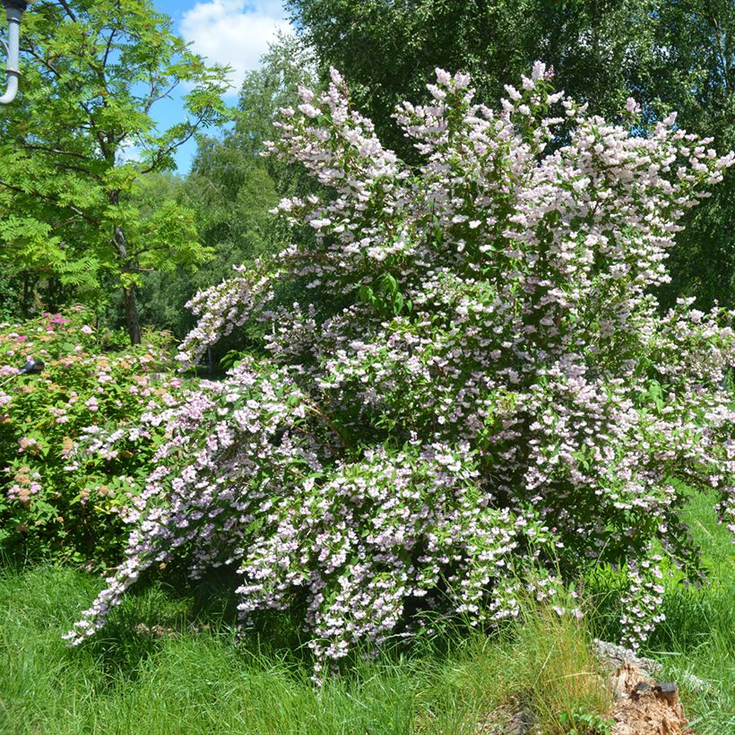 Nietospensas Codsall Pink (Kasvutapa)