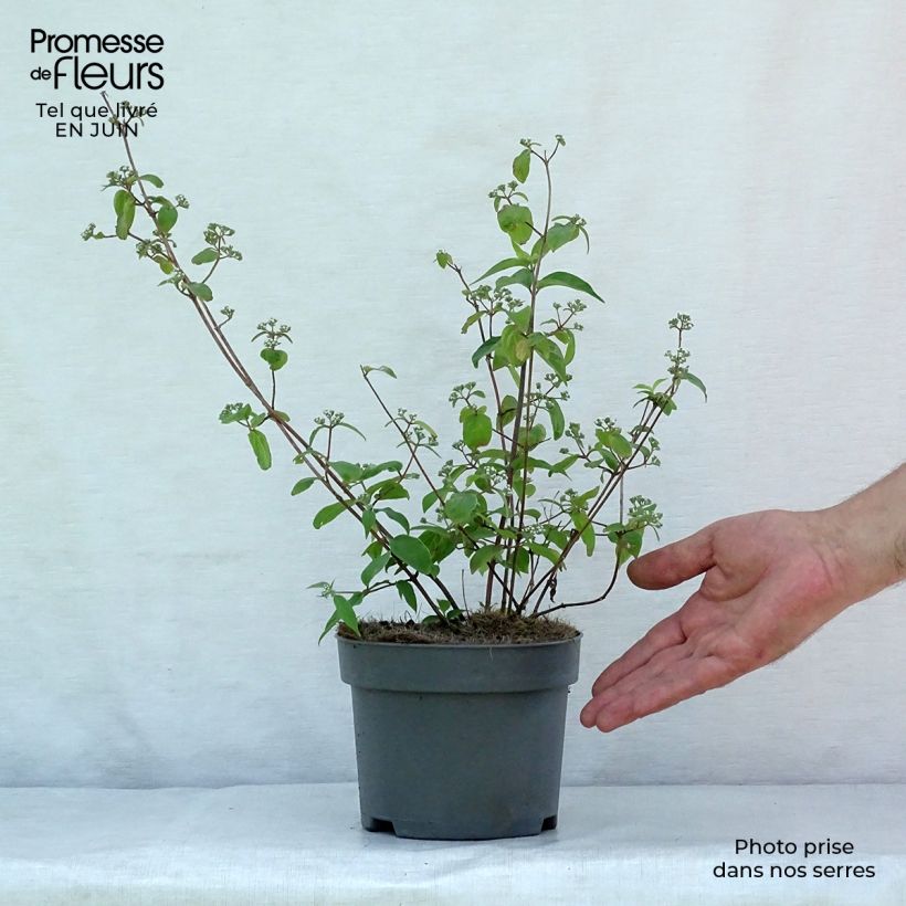 Esimerkki kesällä toimitetusta Nietospensas - Deutzia setchuenensis var. corymbiflora Ruukku 2L / 3L-taimesta