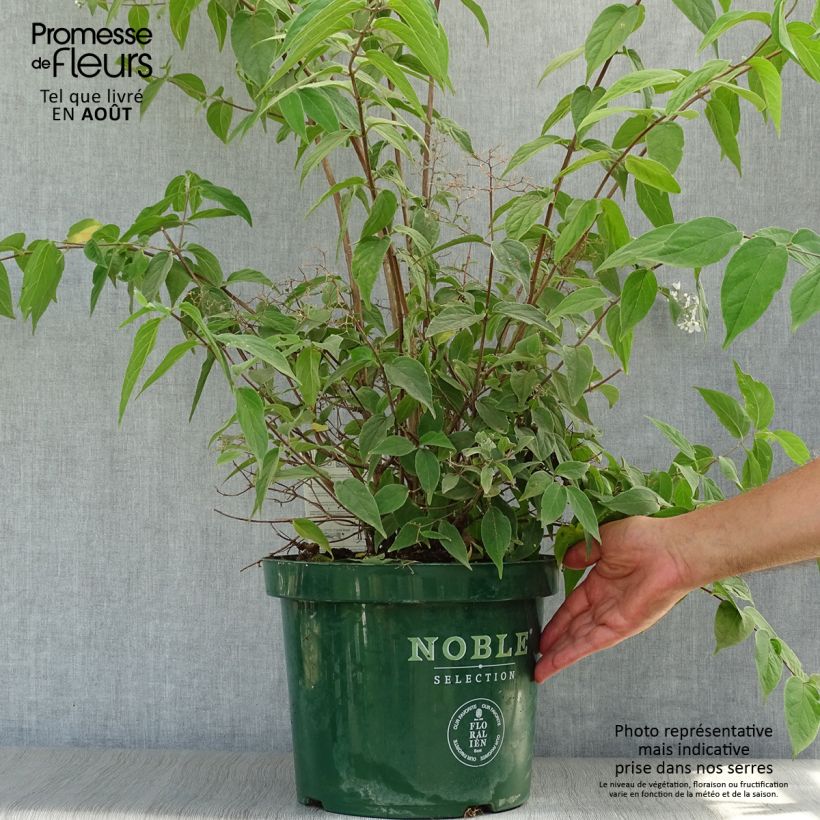 Esimerkki kesällä toimitetusta Nietospensas - Deutzia setchuenensis var. corymbiflora Ruukku 7,5L / 10L-taimesta