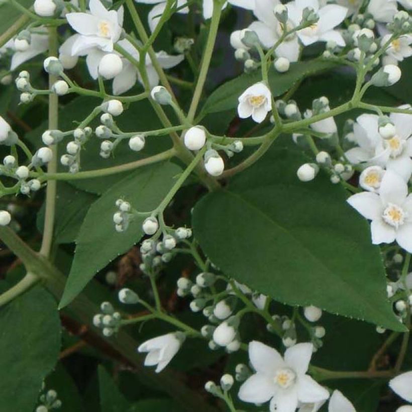 Nietospensas - Deutzia setchuenensis var. corymbiflora (Lehvistö)