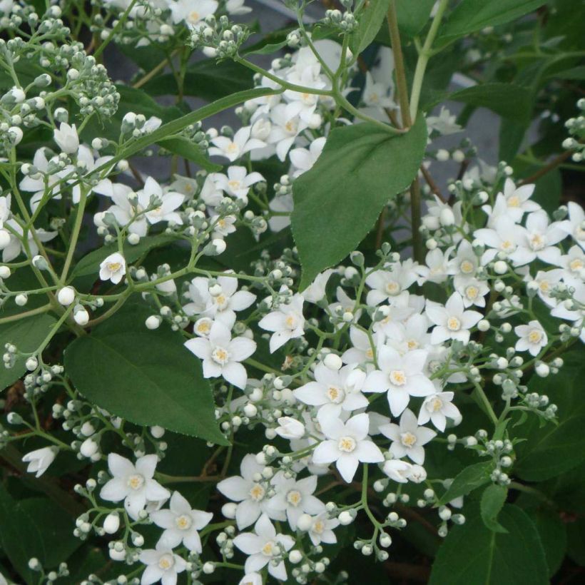 Nietospensas - Deutzia setchuenensis var. corymbiflora (Kukinta)