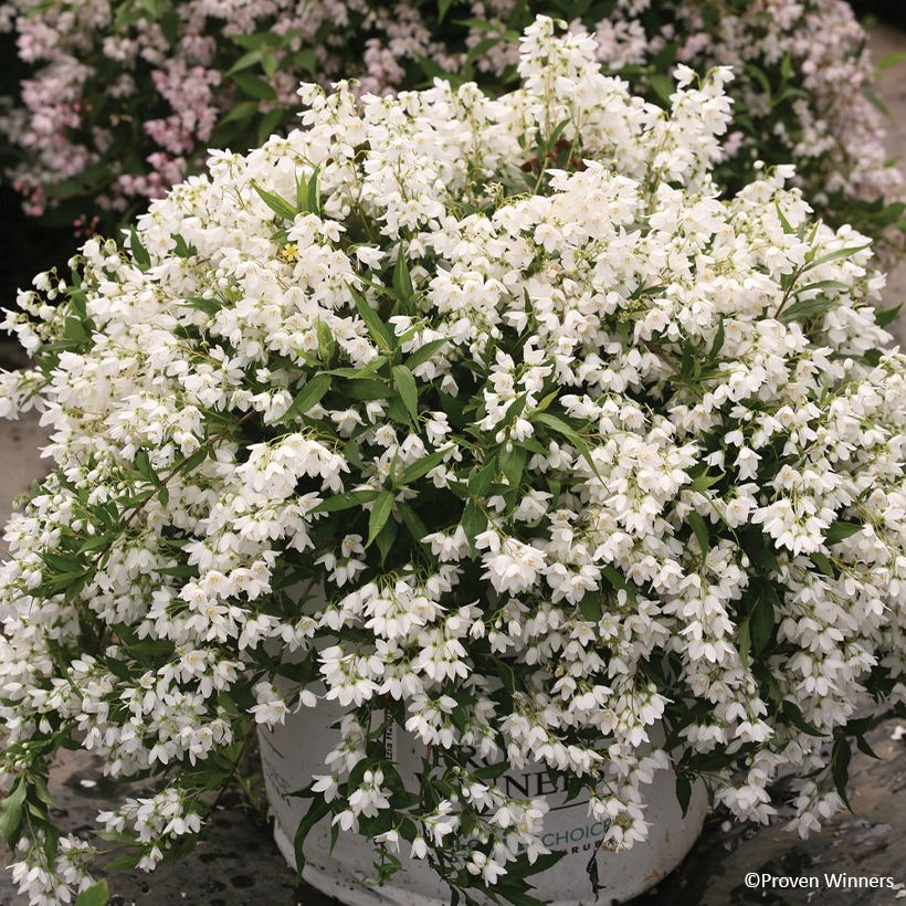 Nietospensas Yuki Snowflake (Kasvutapa)