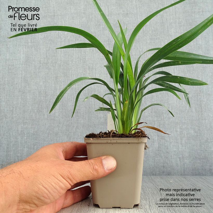 Esimerkki syksyllä toimitetusta Dianella revoluta Blue Stream 8/9 cm taimiruukku-taimesta
