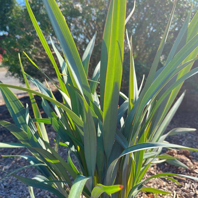 Dianella revoluta Clarity Blue (Lehvistö)
