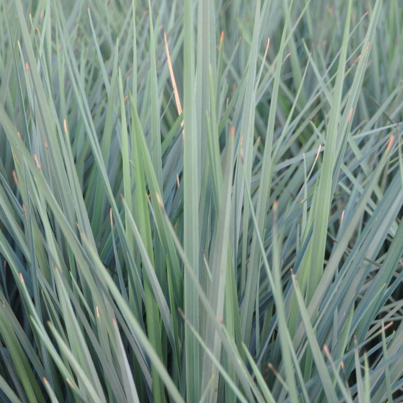 Dianella revoluta Coolvista (Lehvistö)