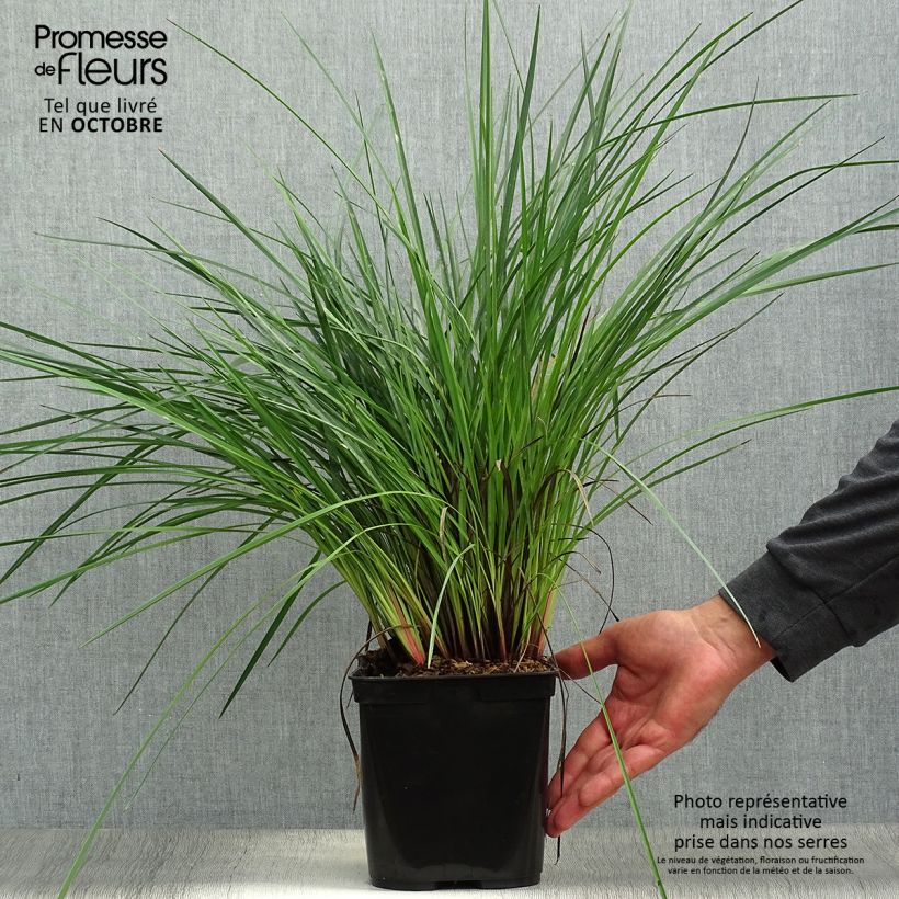 Esimerkki syksyllä toimitetusta Dianella revoluta Coolvista 1 litran / 1,5 litran ruukku-taimesta