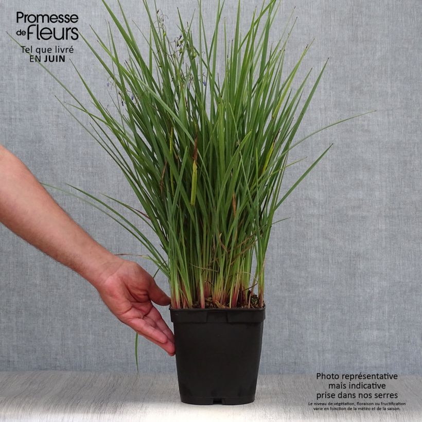 Esimerkki kesällä toimitetusta Dianella revoluta Coolvista Pot de 1L/1,5L-taimesta