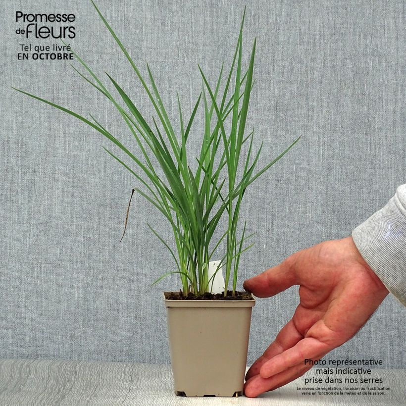 Esimerkki syksyllä toimitetusta Dianella revoluta Coolvista 8/9 cm taimiruukku-taimesta