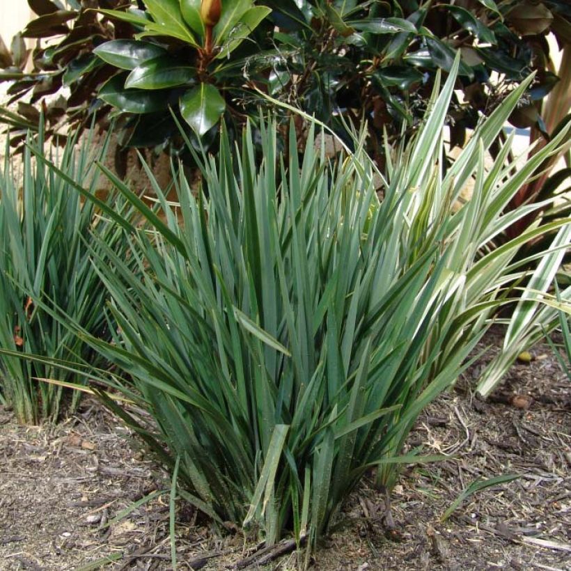 Dianella revoluta Little Rev (Lehvistö)